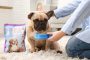 I segreti del cibo per cani che il tuo cane intelligente capisce