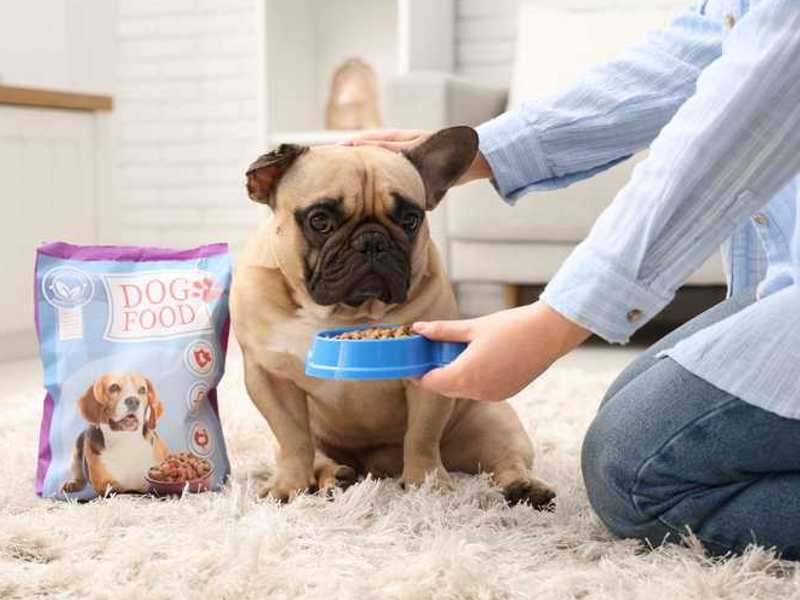 I segreti del cibo per cani che il tuo cane intelligente capisce